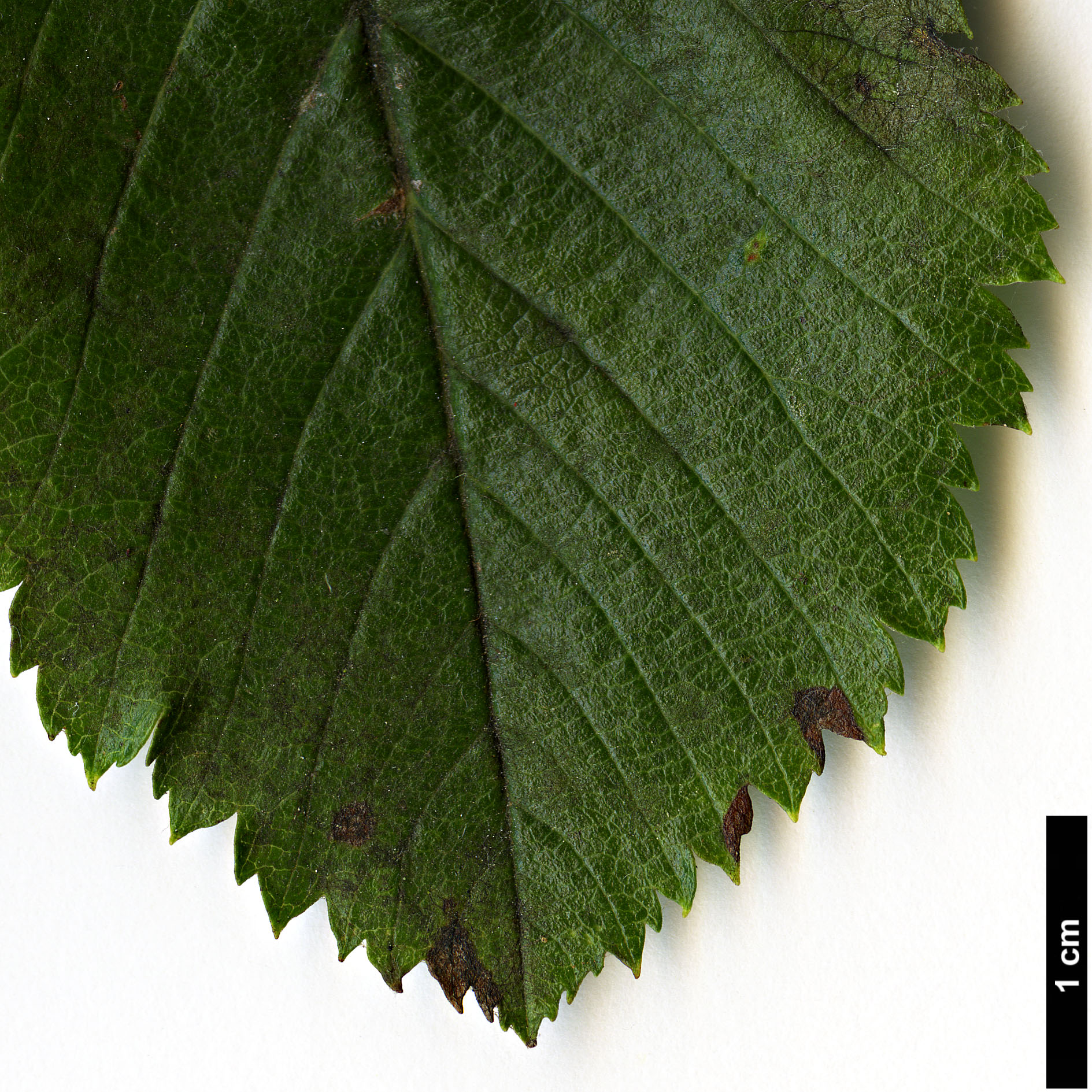 High resolution image: Family: Rosaceae - Genus: Sorbus - Taxon: anglica